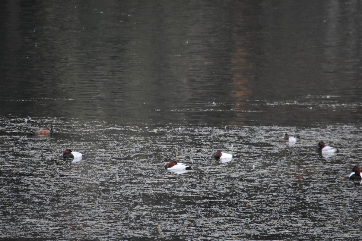 Murgilari bizkarzuria - ML645186351