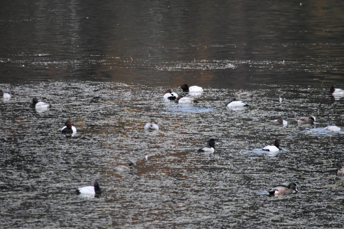 Murgilari bizkarzuria - ML645186352