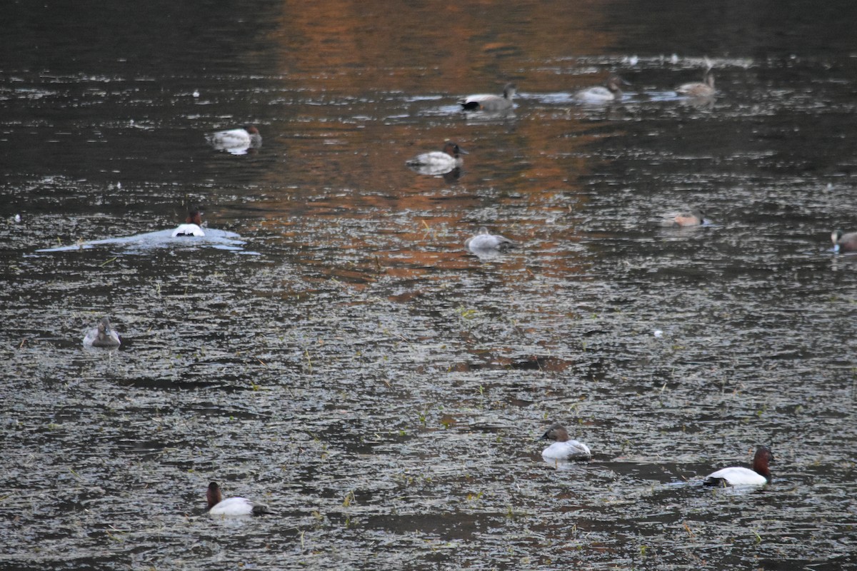 Murgilari bizkarzuria - ML645186353