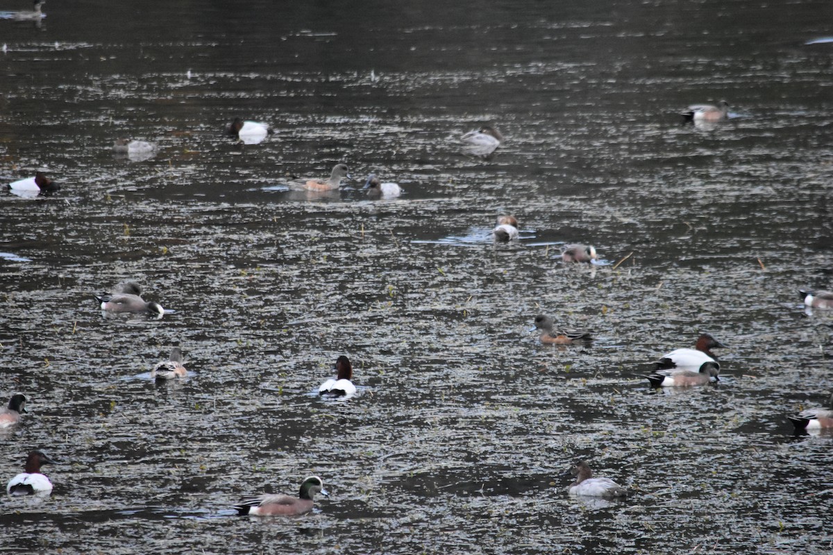 Murgilari bizkarzuria - ML645186354