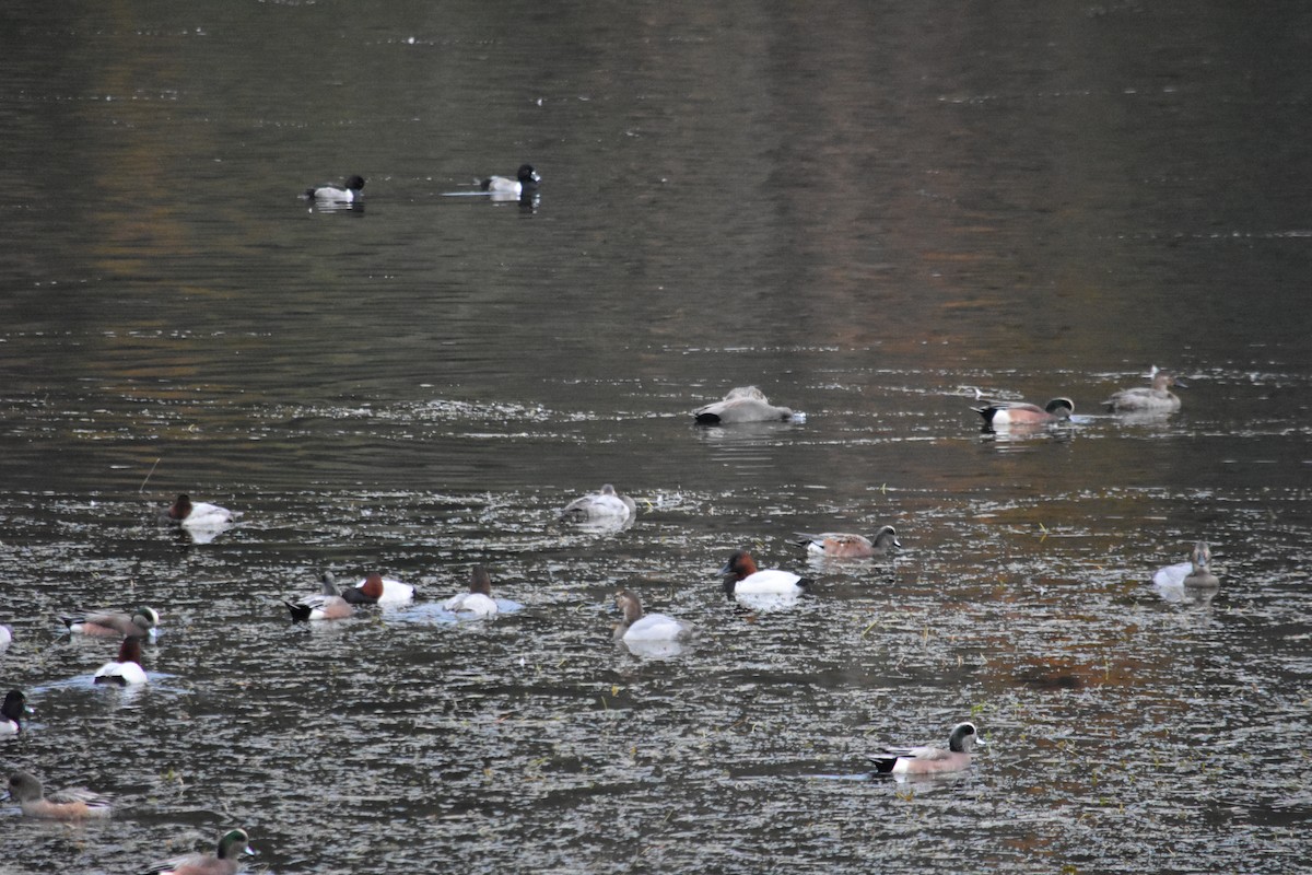 Murgilari bizkarzuria - ML645186355