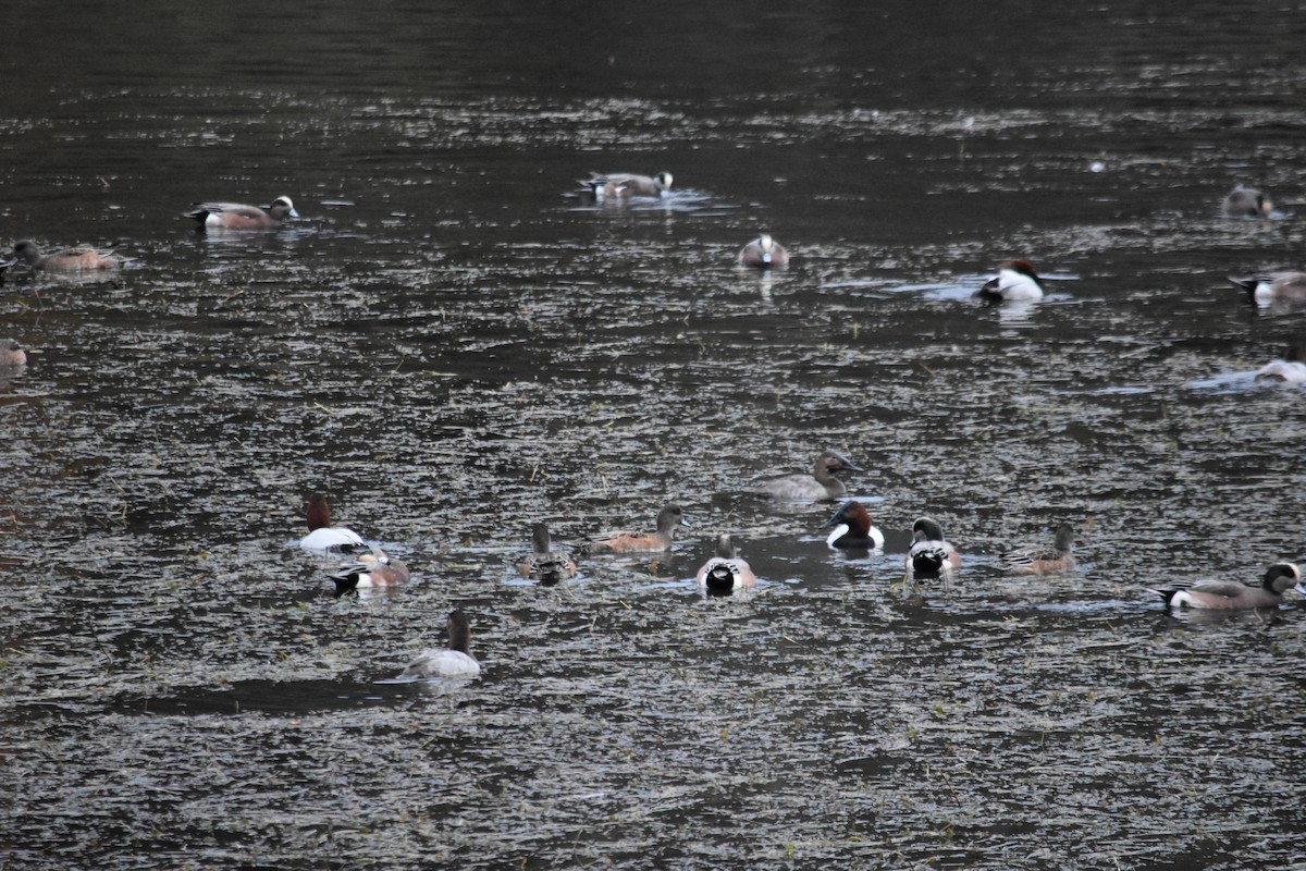 Murgilari bizkarzuria - ML645186356