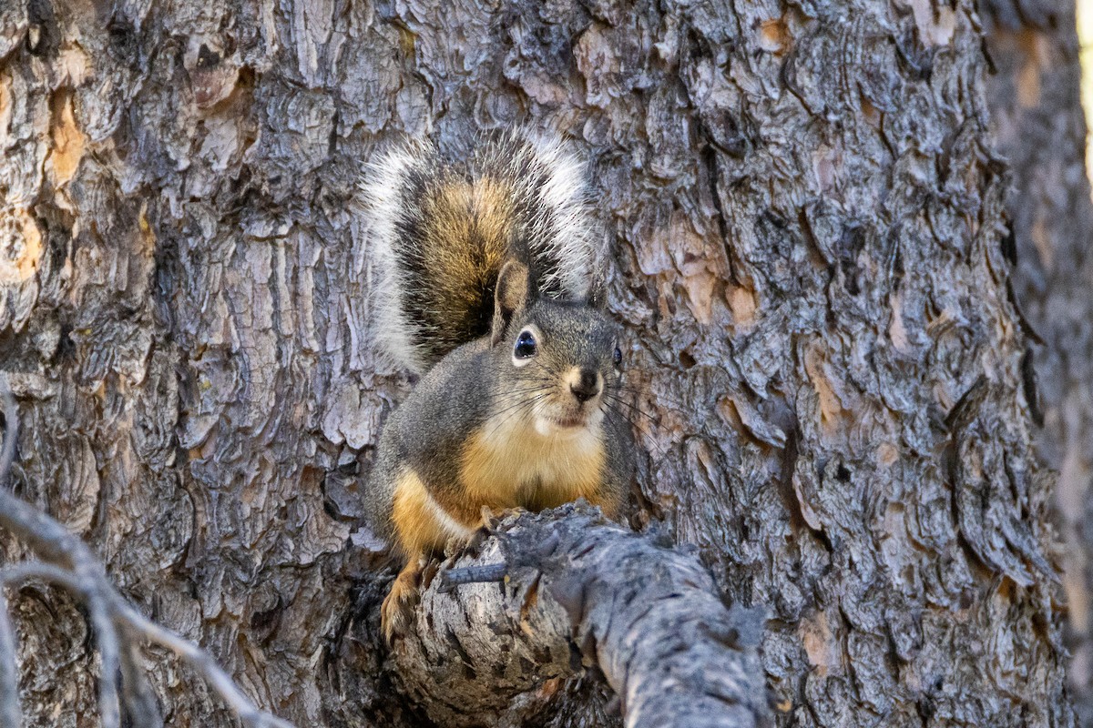 Douglas' Squirrel - ML645186357