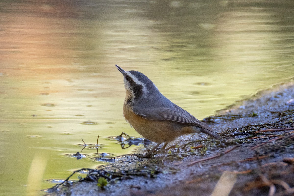 Red-breasted Nuthatch - ML645186360