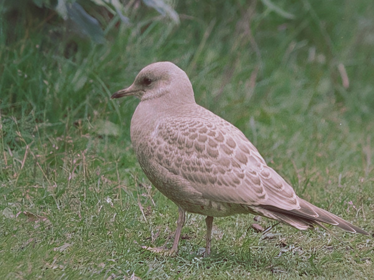 Short-billed Gull - ML645186370