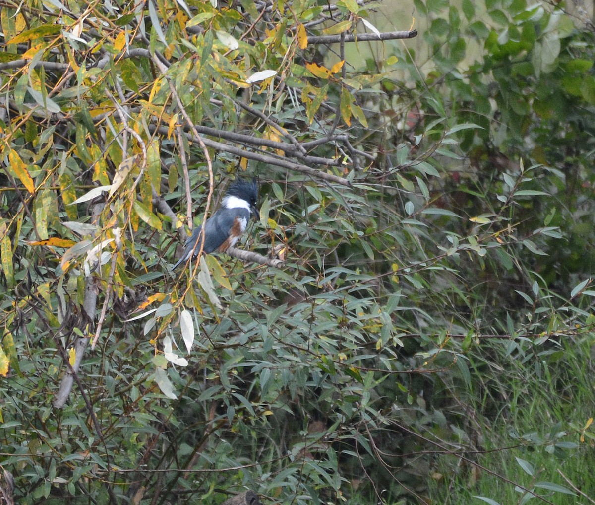 Опоясанный зимородок - ML645186371