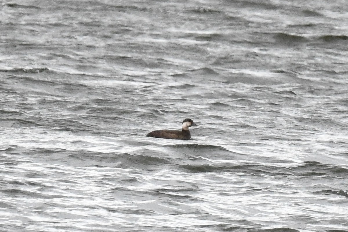 Black Scoter - ML645186372