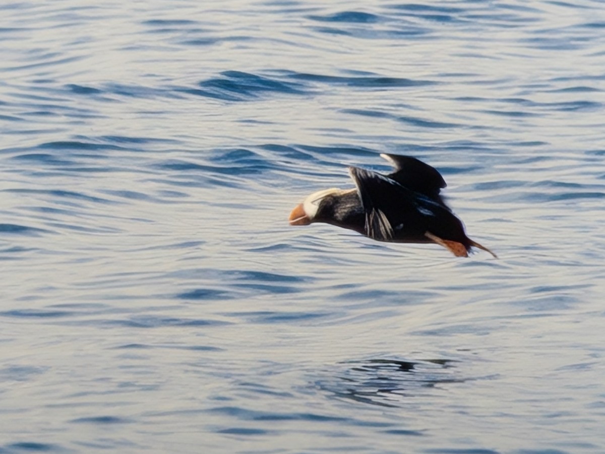 Tufted Puffin - ML645186380