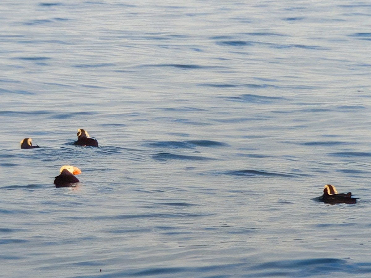 Tufted Puffin - ML645186381