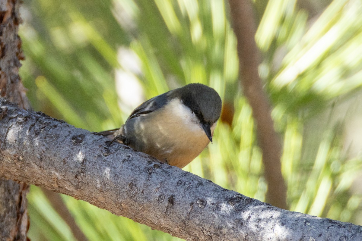 Pygmy Nuthatch - ML645186387