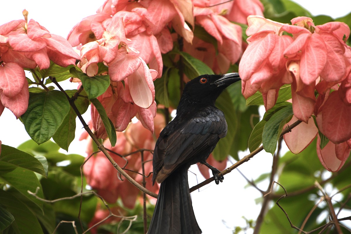 Spangled Drongo - ML645186389