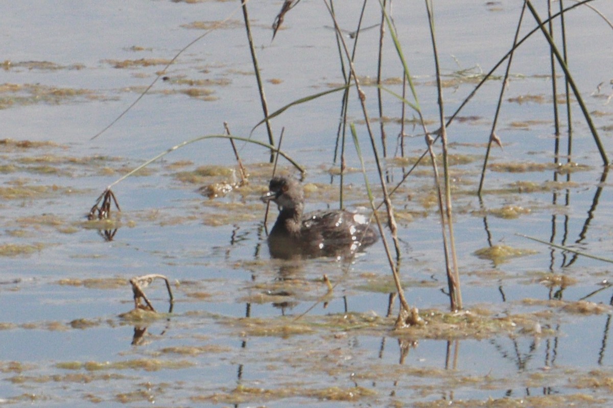 Least Grebe - ML645186404