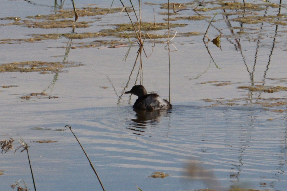 Least Grebe - ML645186405