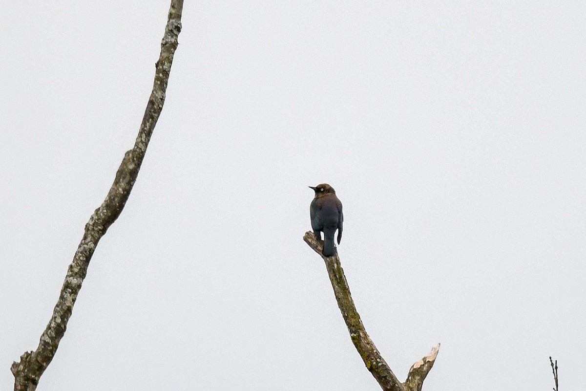 Rusty Blackbird - ML645186415