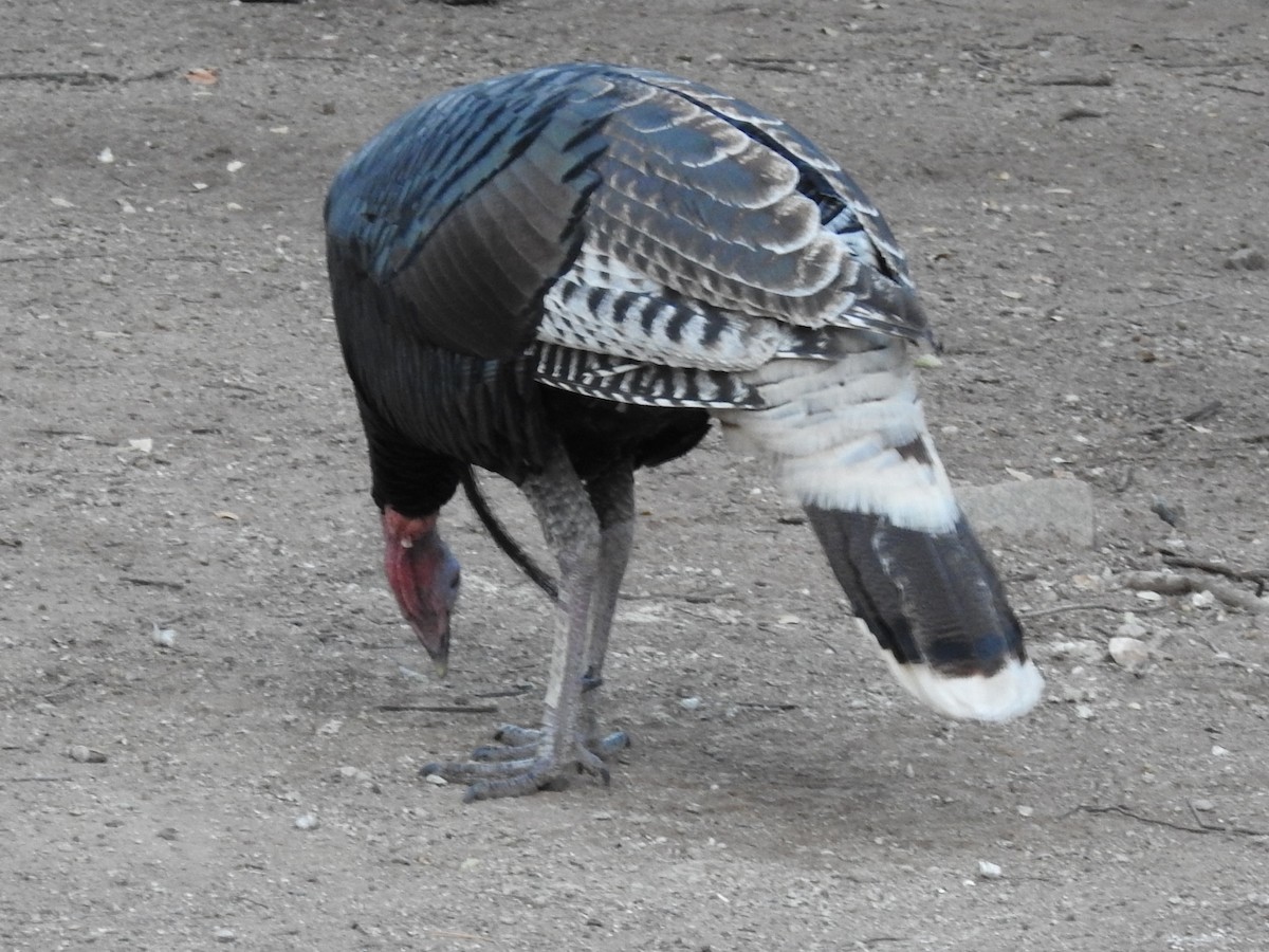 Wild Turkey - ML645186423
