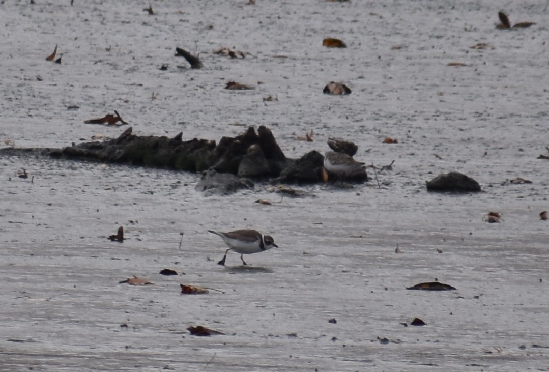 Semipalmated Plover - ML645186473