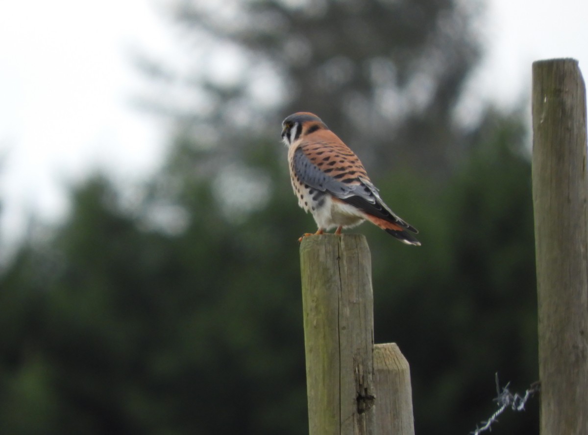 American Kestrel - ML645186491