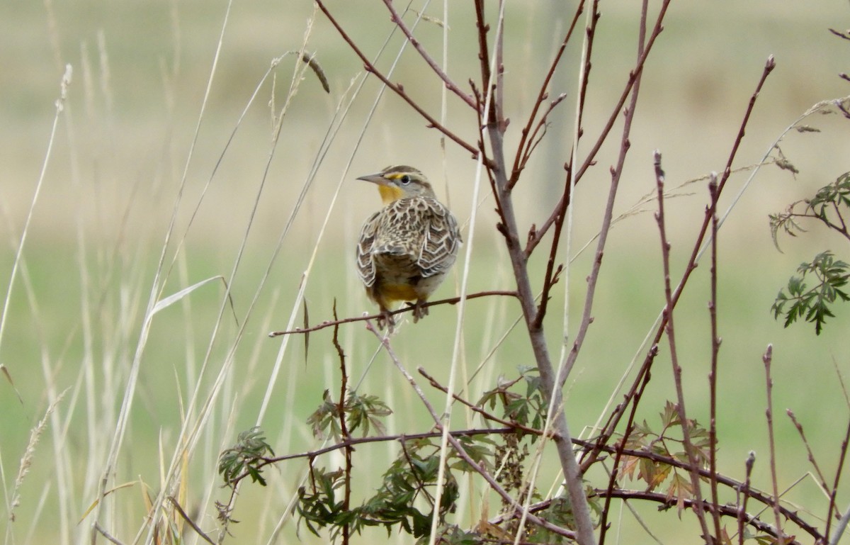 Western Meadowlark - ML645186499