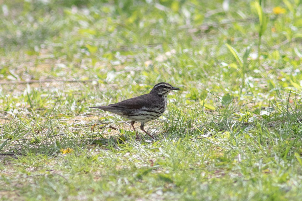 Northern Waterthrush - ML645186504