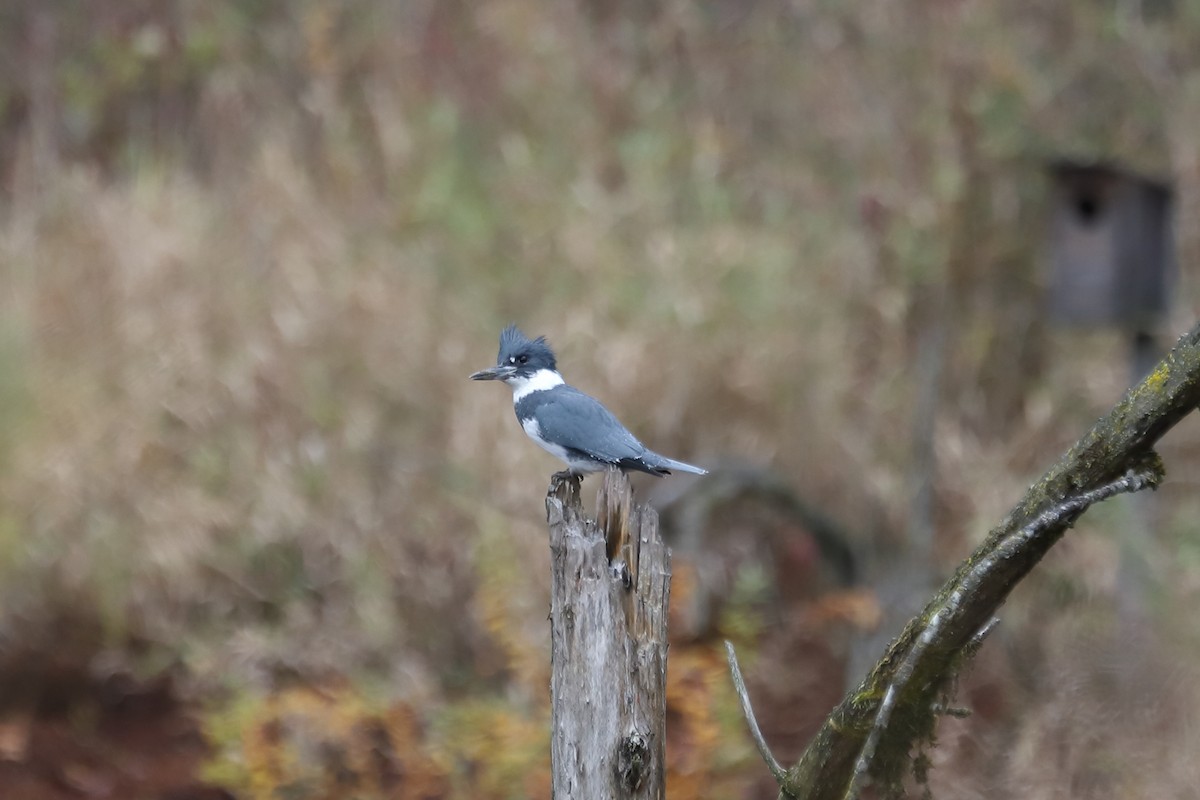 Опоясанный зимородок - ML645186518