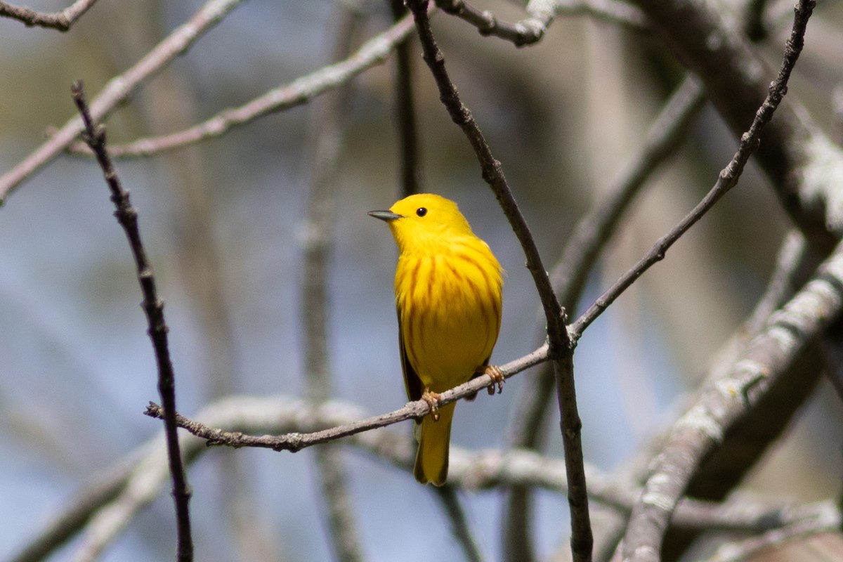 Northern Yellow Warbler - ML645186527
