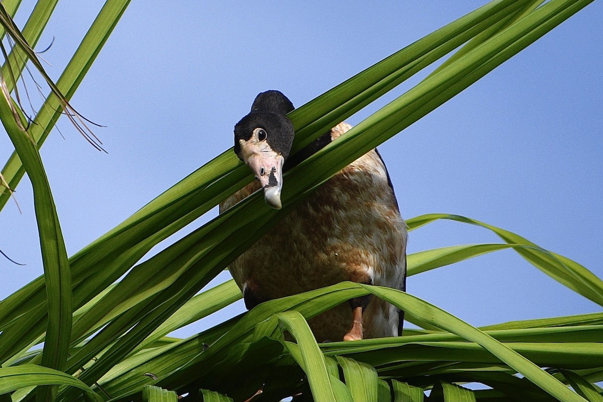 Magpie Goose - ML645186528