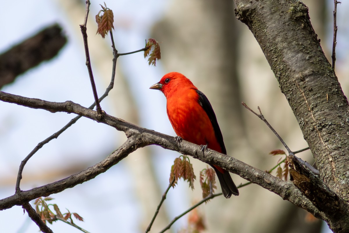 Scarlet Tanager - ML645186539