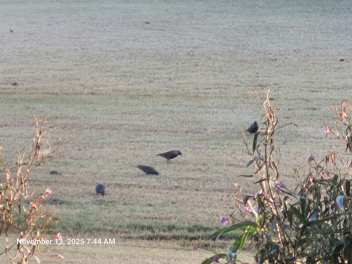 Storno - ML645186540