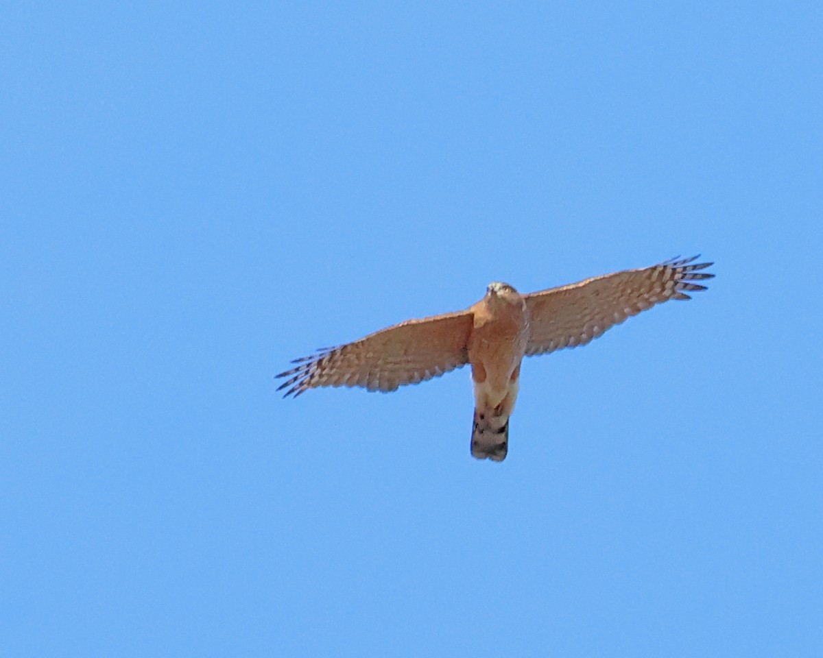 Яструб чорноголовий - ML645186541