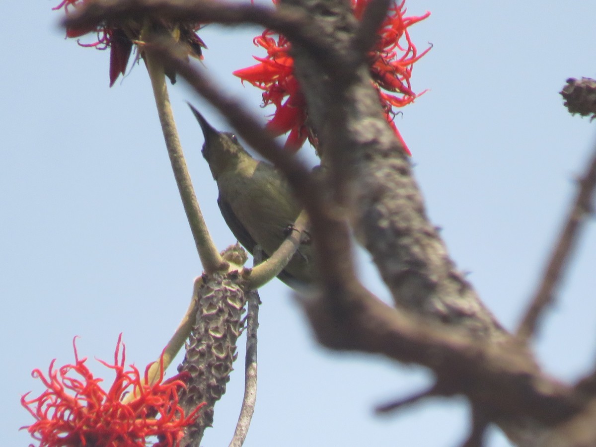 Olive Sunbird - ML645186544