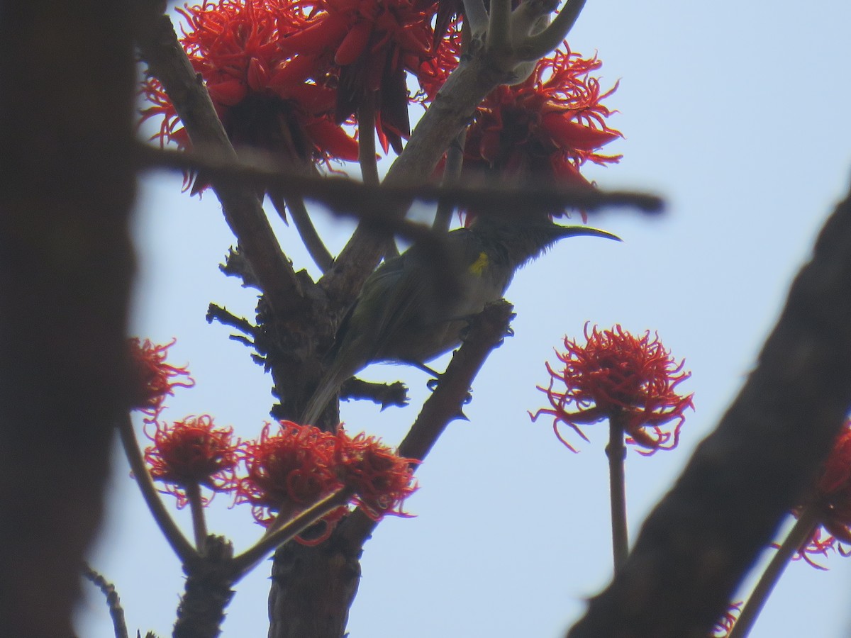 Olive Sunbird - ML645186547