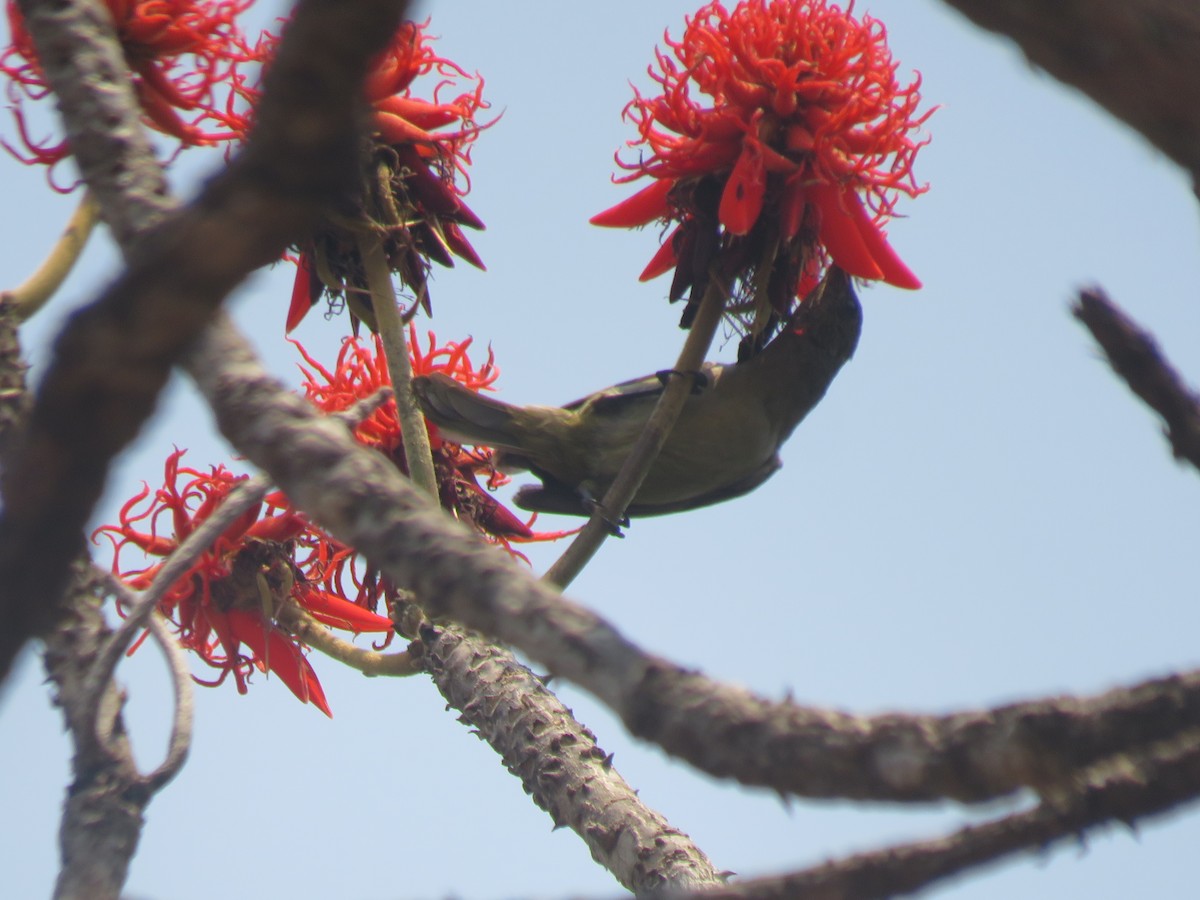 Olive Sunbird - ML645186548