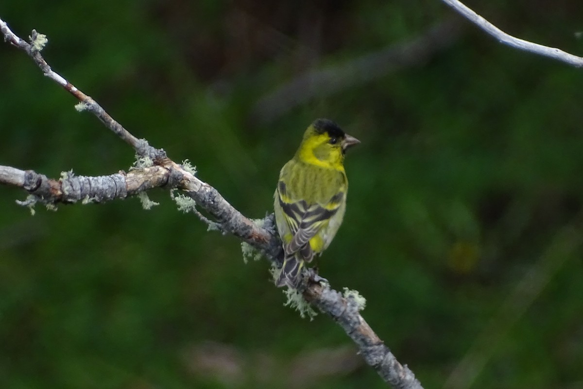 Black-chinned Siskin - ML645186551