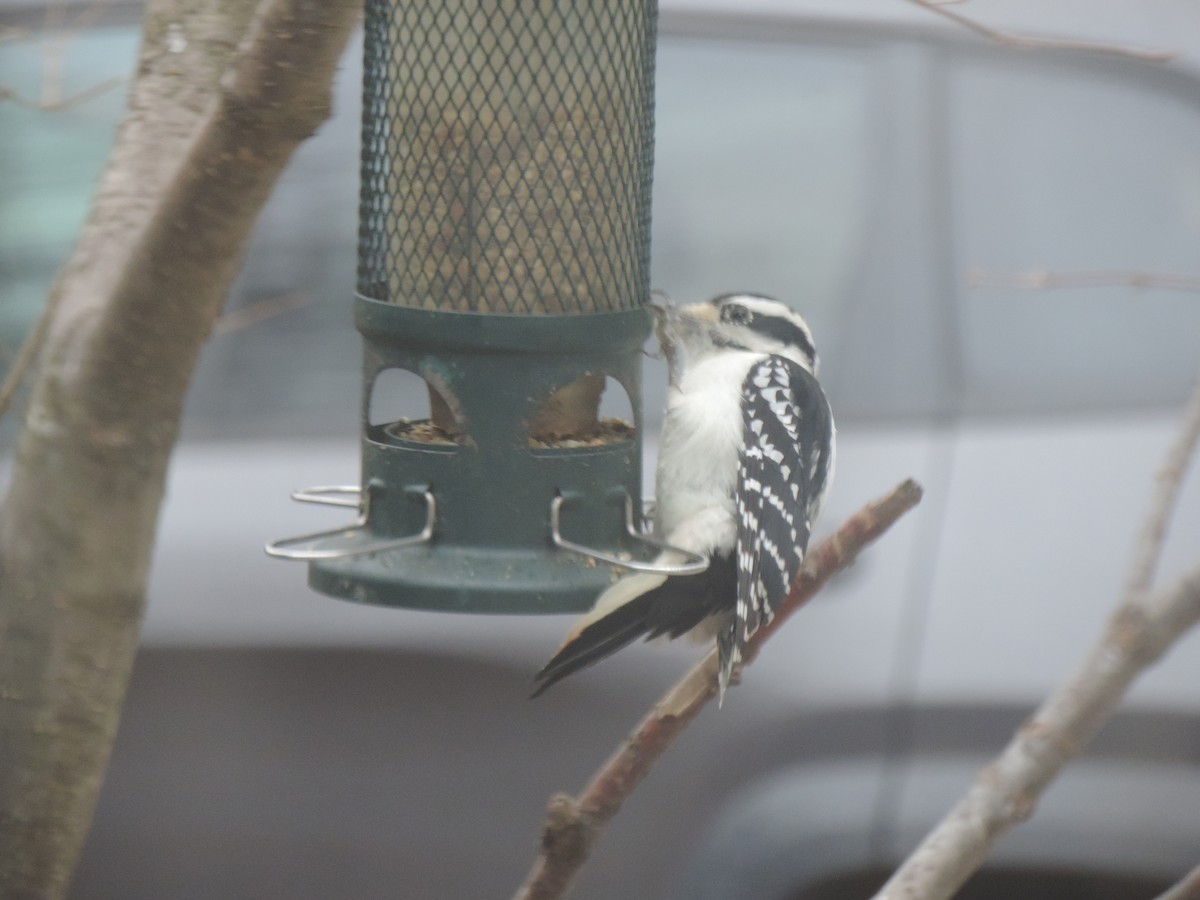 Hairy Woodpecker - ML645186554