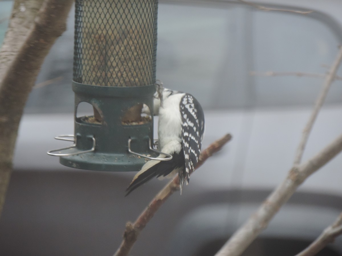 Hairy Woodpecker - ML645186555
