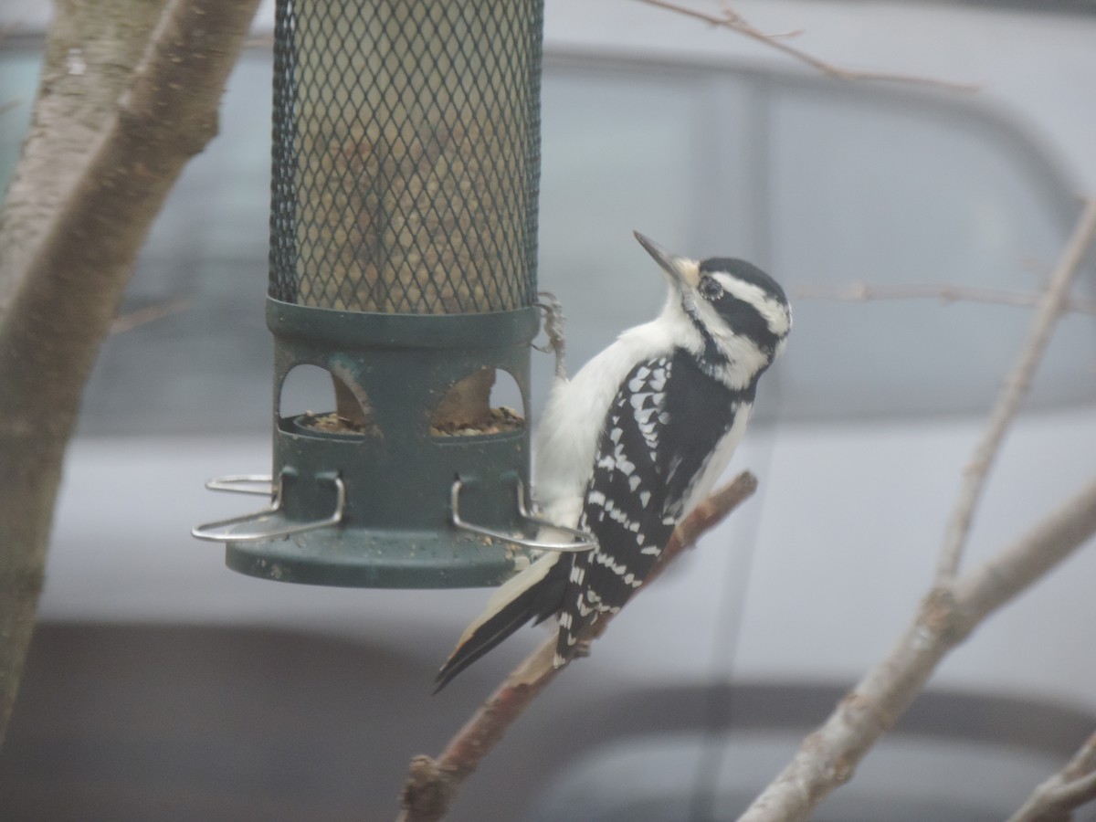 Hairy Woodpecker - ML645186556