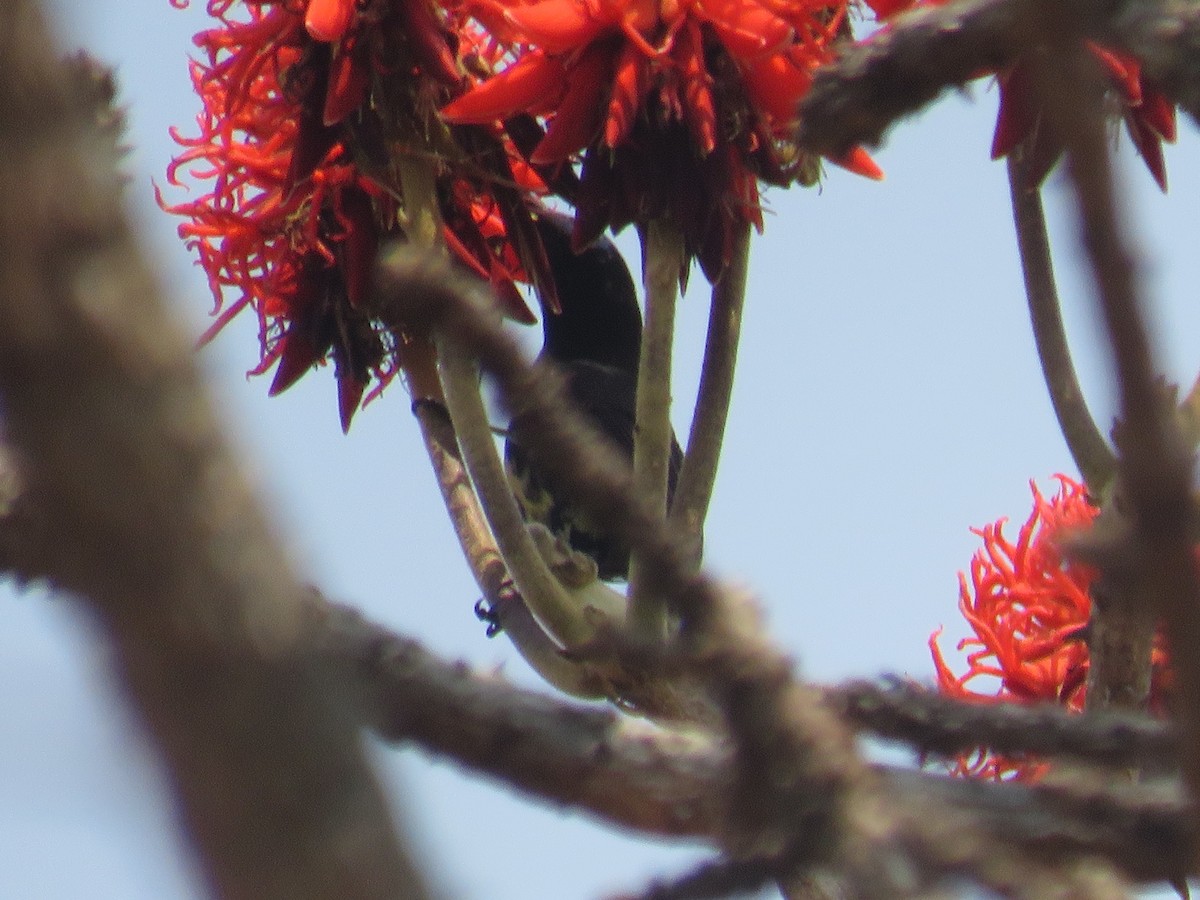 Amethyst Sunbird - ML645186557