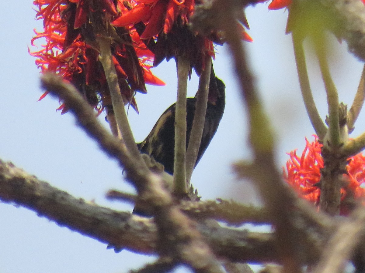 Amethyst Sunbird - ML645186558