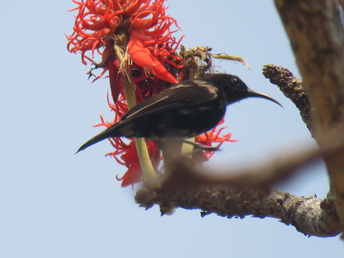 Amethyst Sunbird - ML645186559