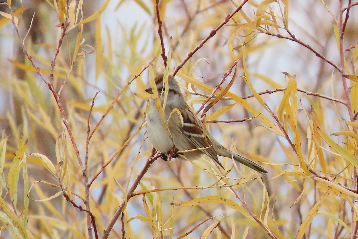 American Tree Sparrow - ML645186560