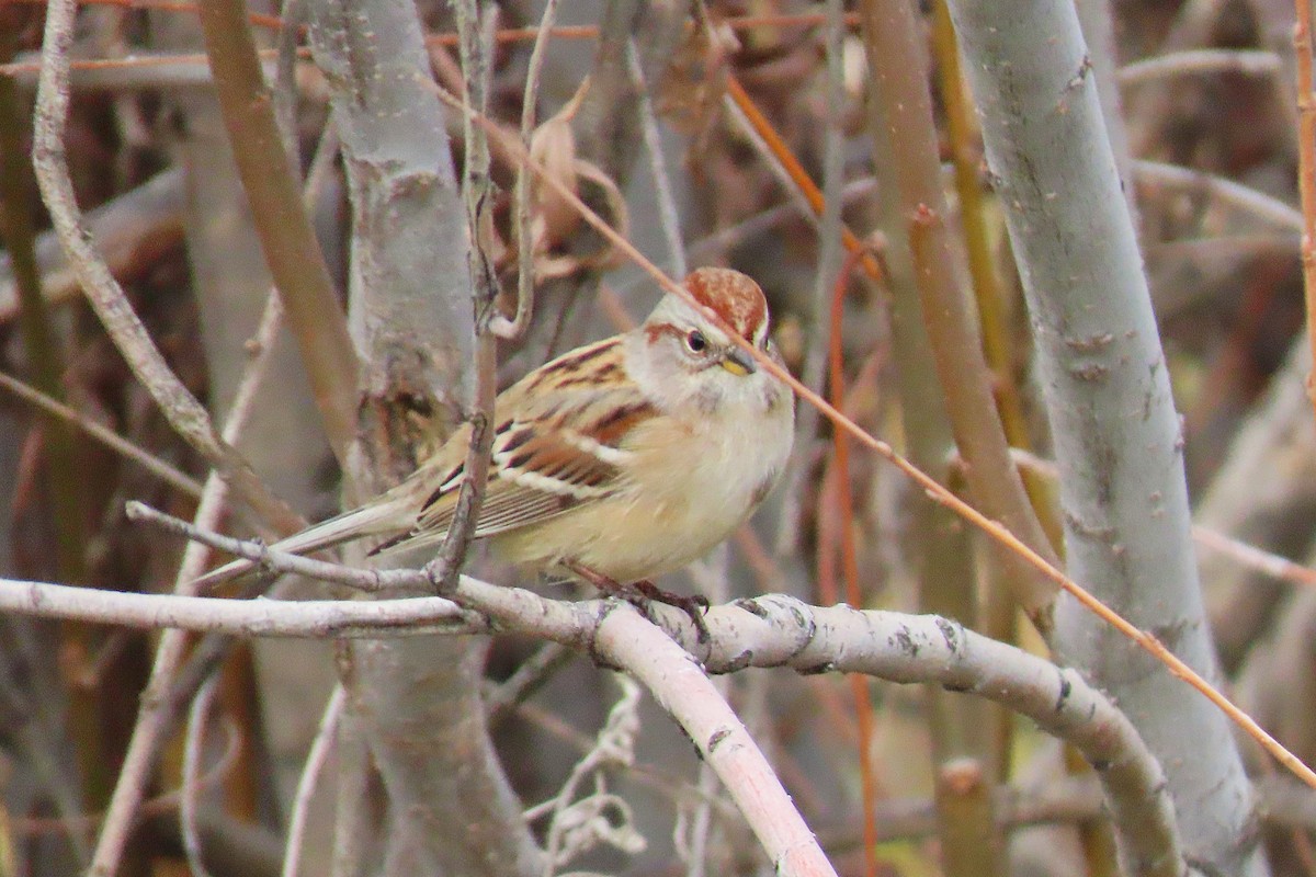 American Tree Sparrow - ML645186561