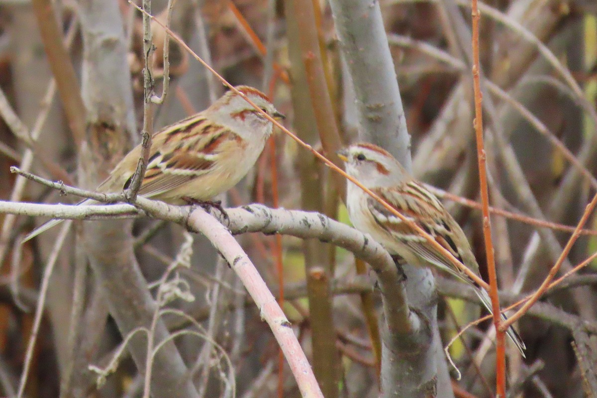American Tree Sparrow - ML645186562