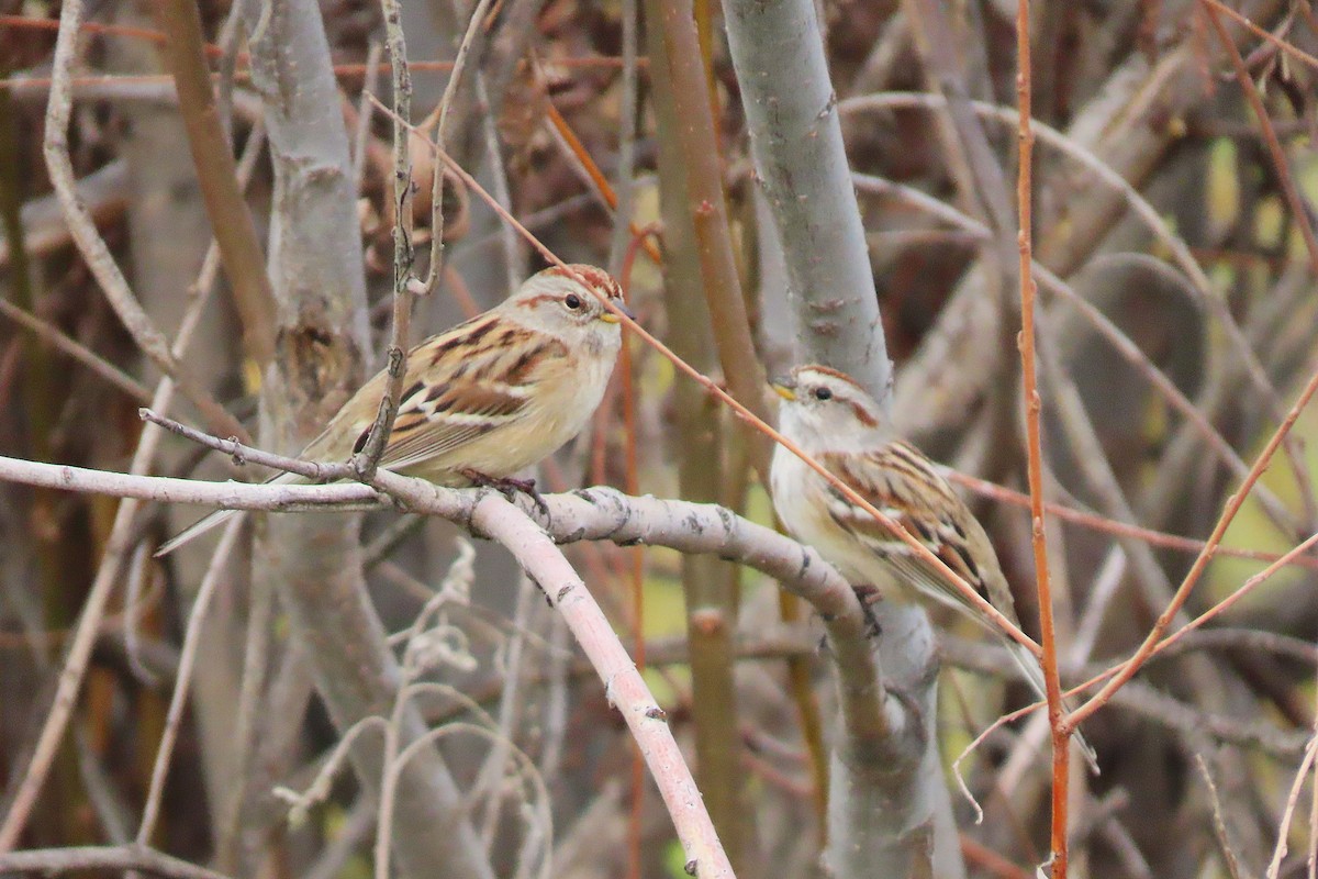 American Tree Sparrow - ML645186563