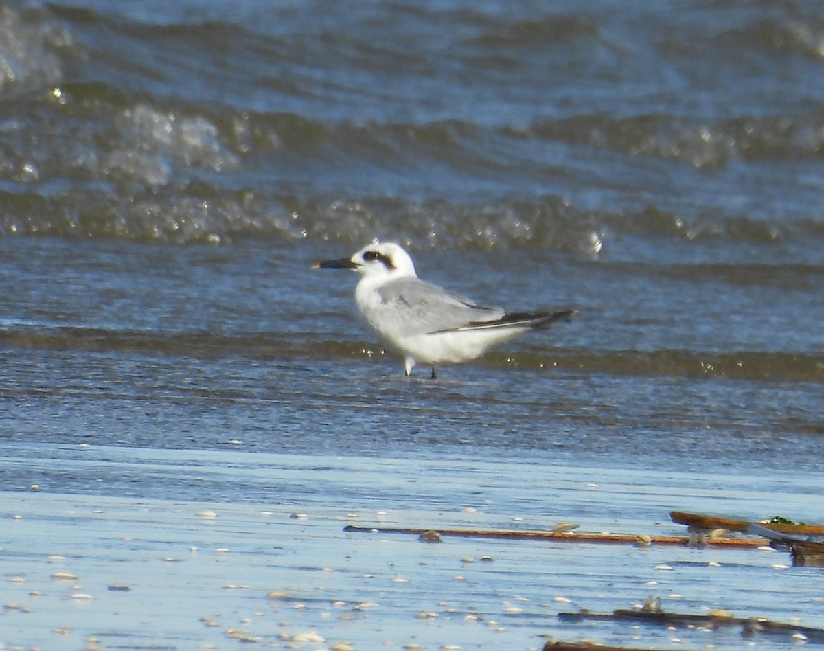 Snowy-crowned Tern - ML645186567