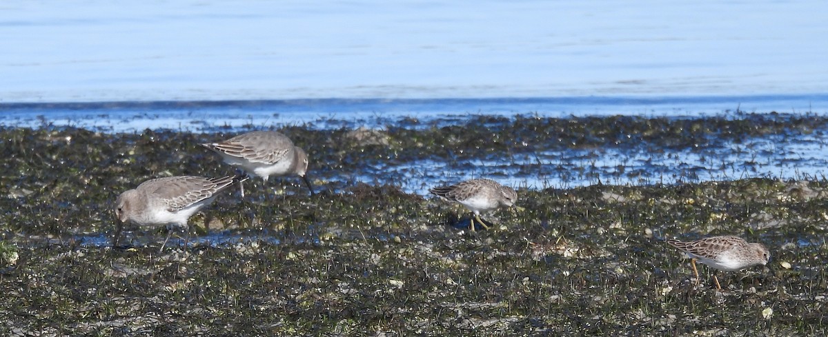 Least Sandpiper - ML645186570