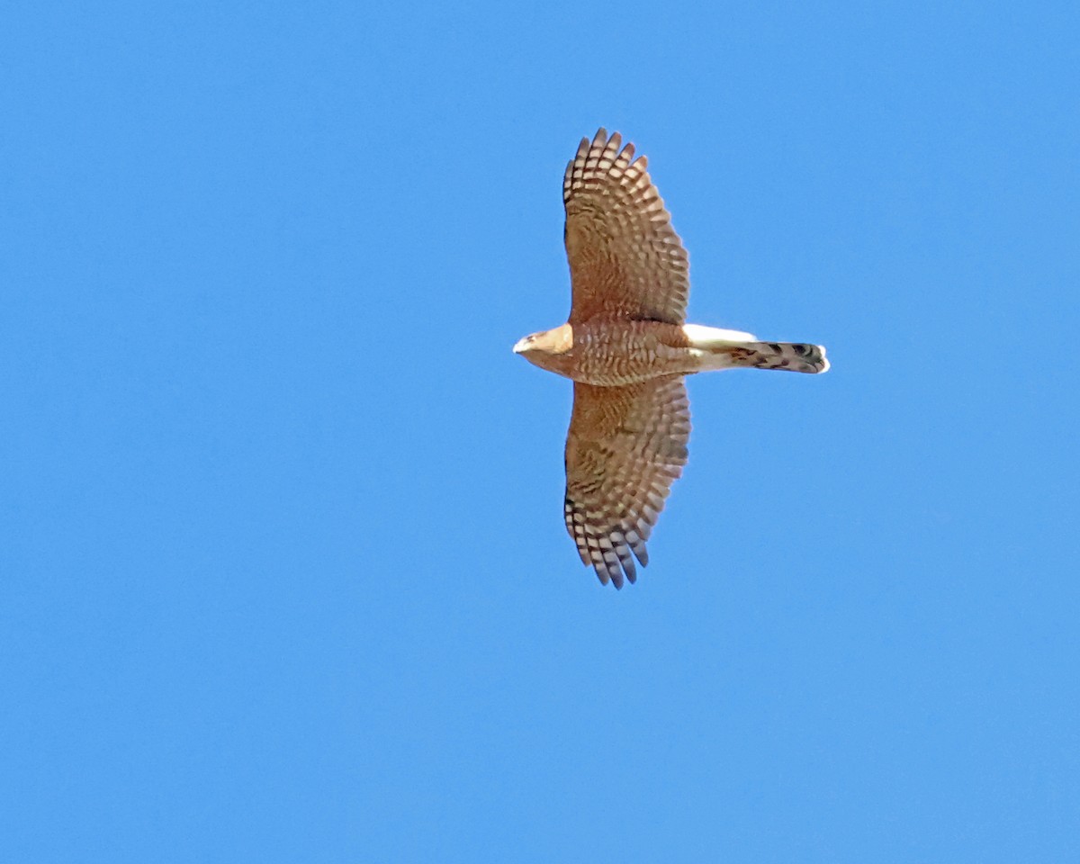 Cooper's Hawk - ML645186571