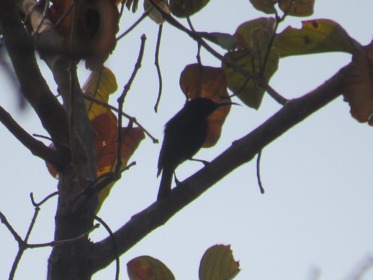 Scarlet-chested Sunbird - ML645186572