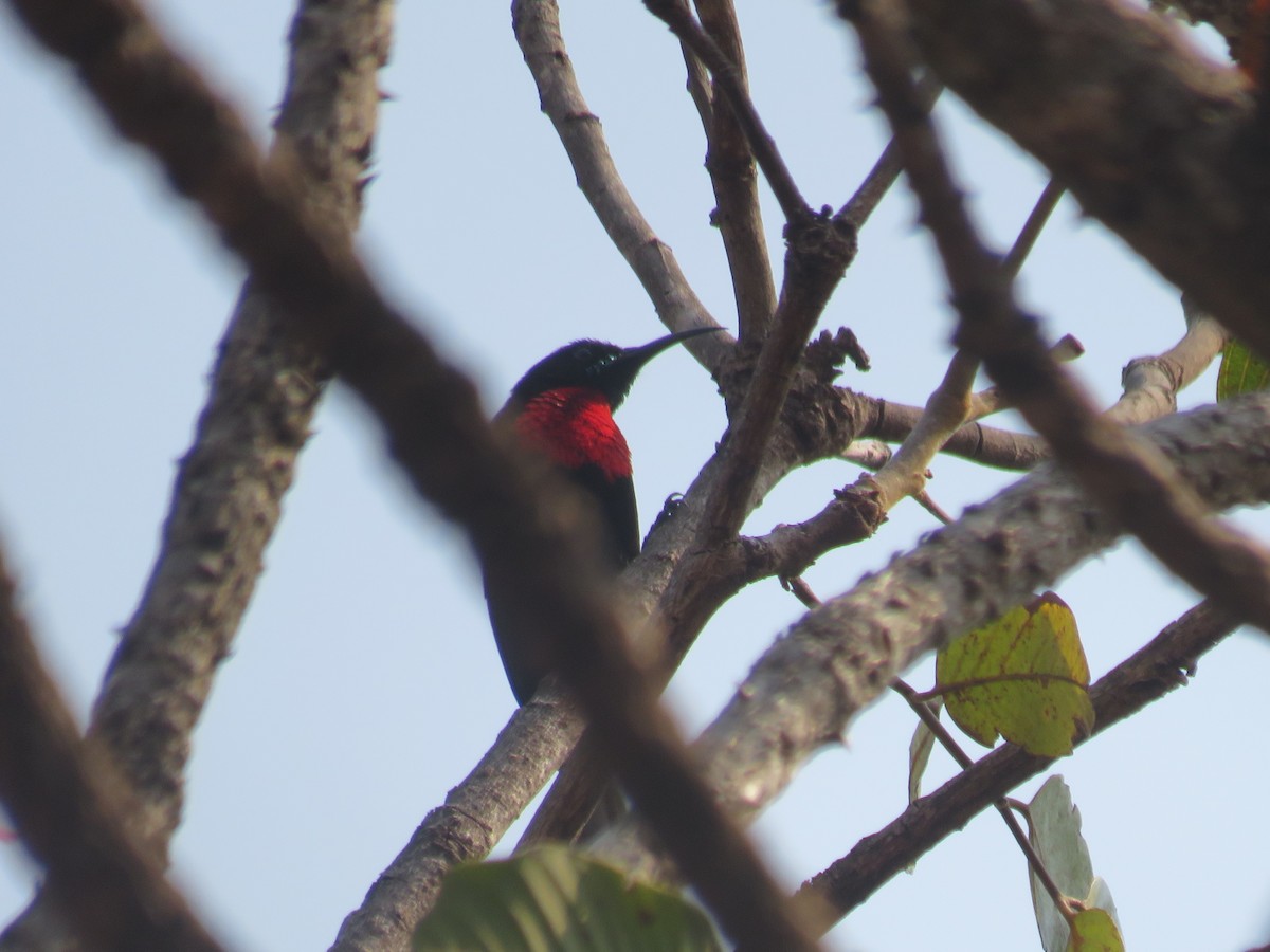 Scarlet-chested Sunbird - ML645186573