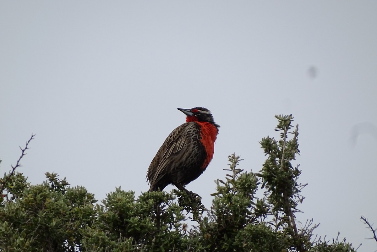 Long-tailed Meadowlark - ML645186575