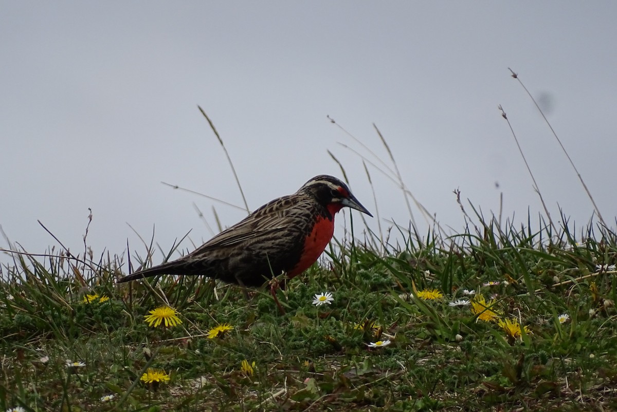 Long-tailed Meadowlark - ML645186577